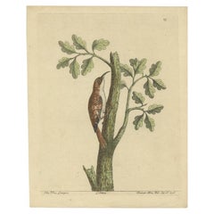 Antique Bird Print of the Eurasian Treecreeper by Albin, c.1738