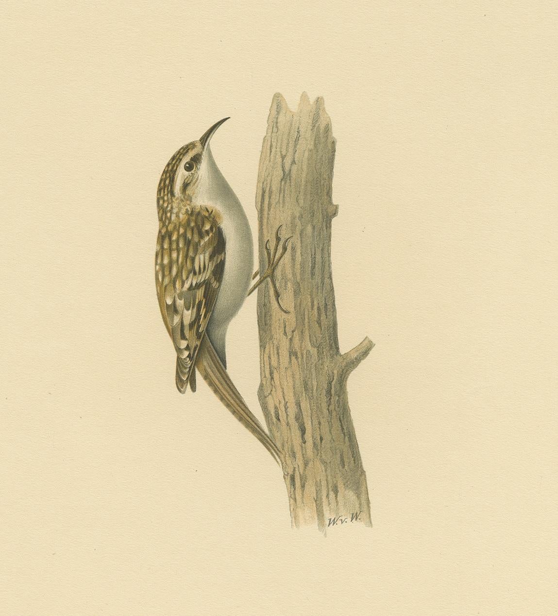 Antique Bird Print of the Eurasian Treecreeper by Von Wright, 1927 In Good Condition For Sale In Langweer, NL