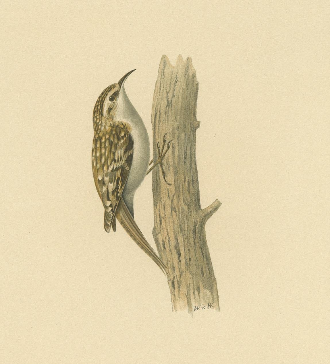 Grabado antiguo de aves del agateador euroasiático por Von Wright, 1927 siglo XX en venta