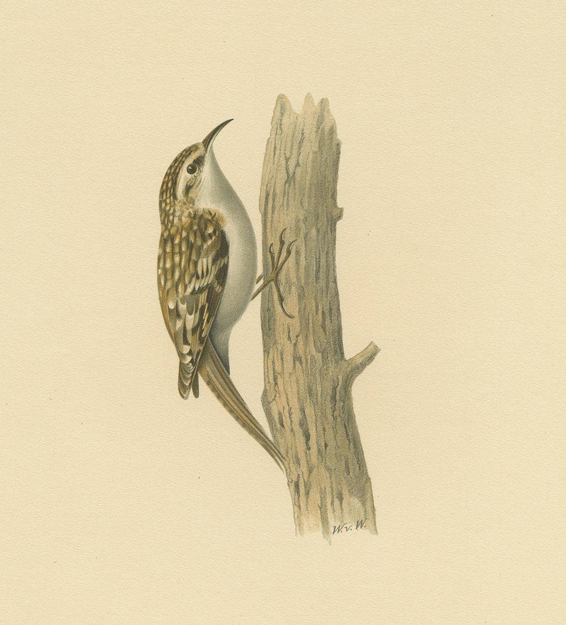 Antique Bird Print of the Eurasian Treecreeper by Von Wright, 1927