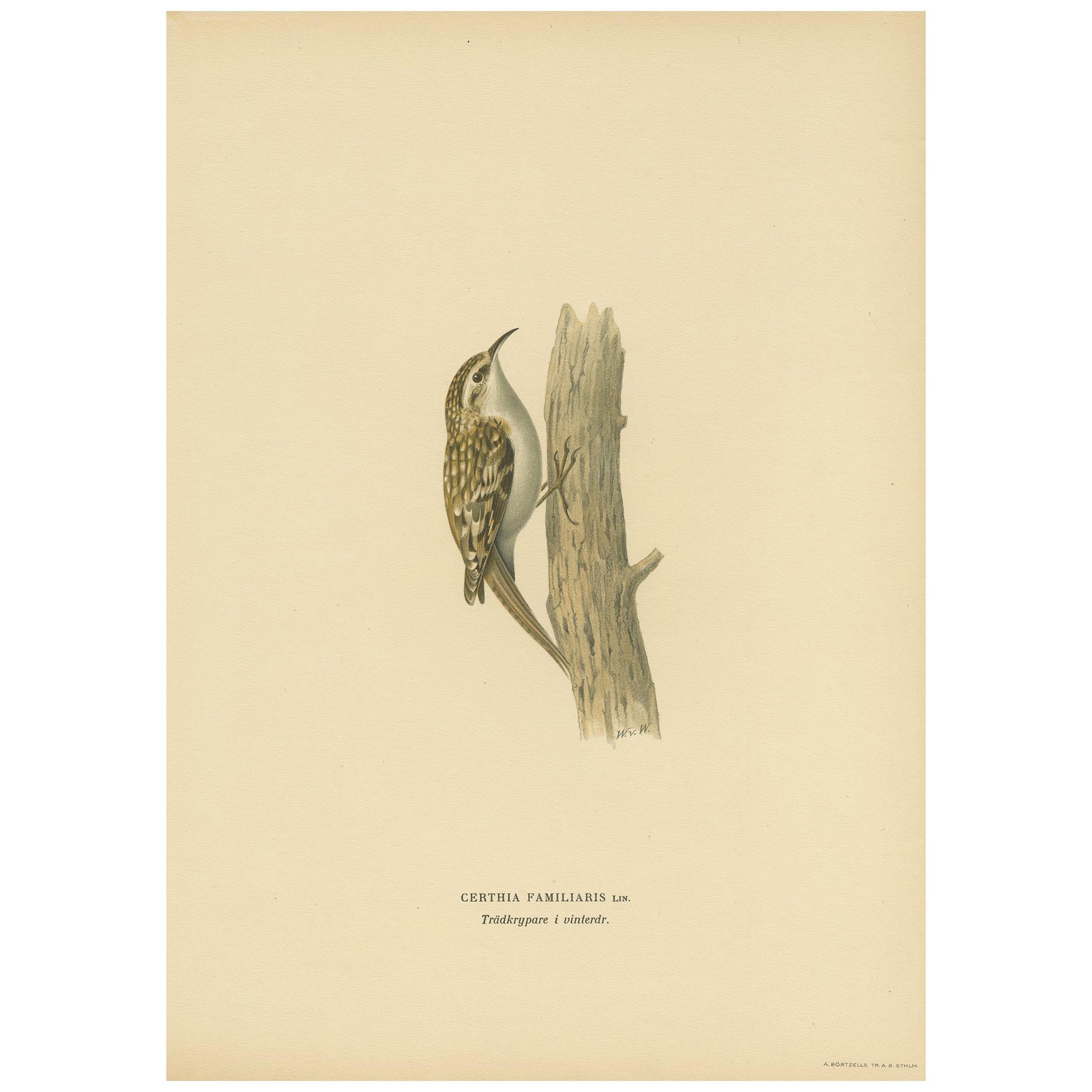 Antique Bird Print of the Eurasian Treecreeper by Von Wright, 1927 For Sale