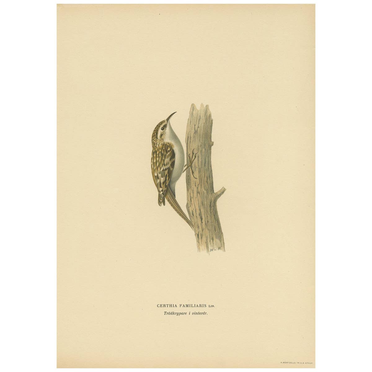 Antique Bird Print of the Eurasian Treecreeper by Von Wright, 1927
