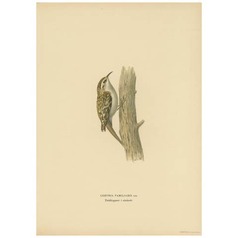 Antique Bird Print of the Eurasian Treecreeper by Von Wright, 1927