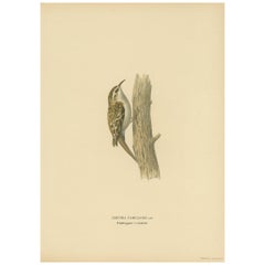 Antique Bird Print of the Eurasian Treecreeper by Von Wright, 1927