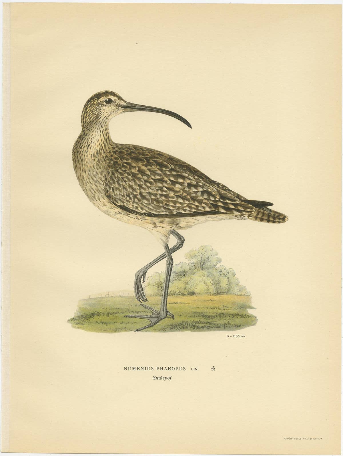 Antique Bird Print of the Eurasian Whimbrel by Von Wright, '1929'