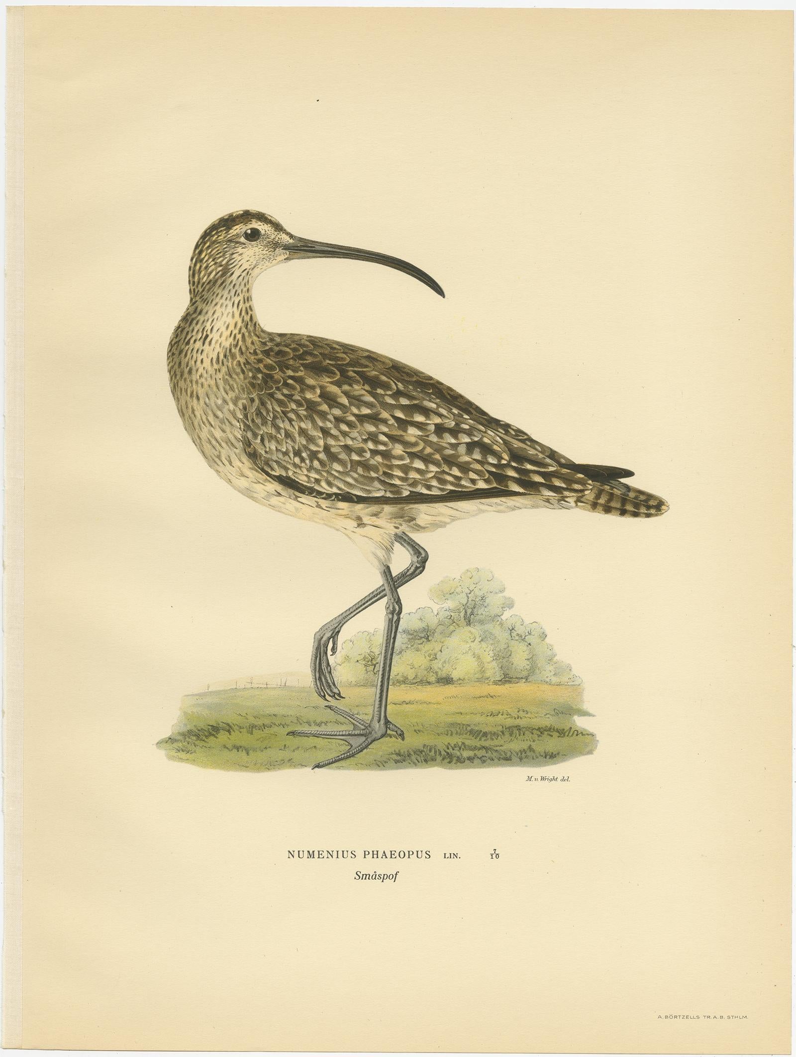 Antique Bird Print of the Eurasian Whimbrel by Von Wright, '1929' In Good Condition For Sale In Langweer, NL