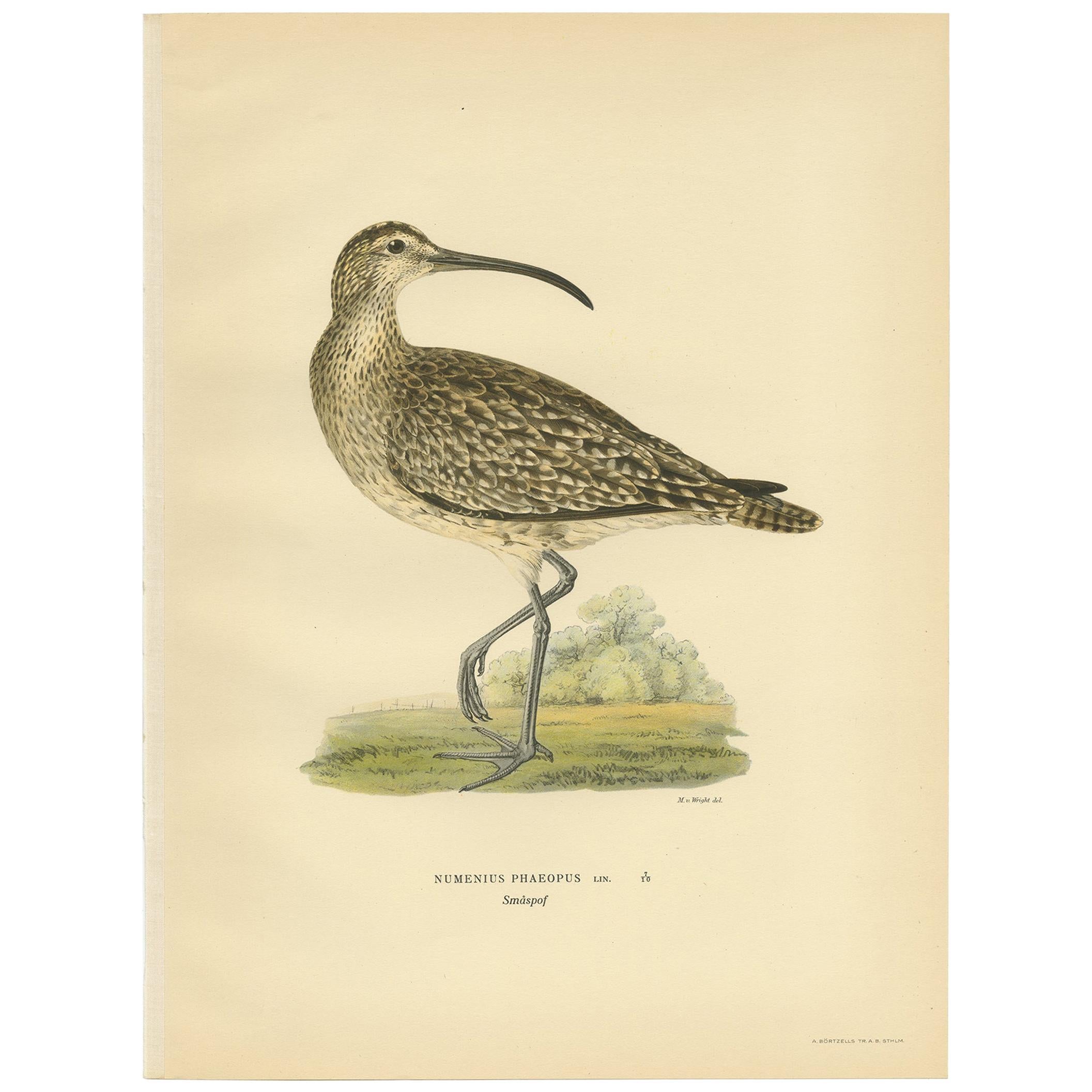 Antique Bird Print of the Eurasian Whimbrel by Von Wright, '1929' For Sale