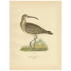 Antique Bird Print of the Eurasian Whimbrel by Von Wright, '1929'