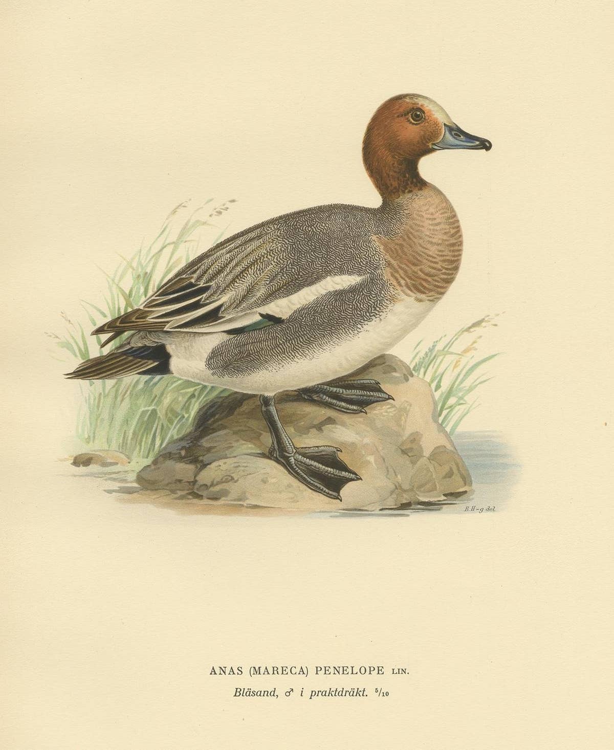 Antique Bird Print of the Eurasian Wigeon, '1929'