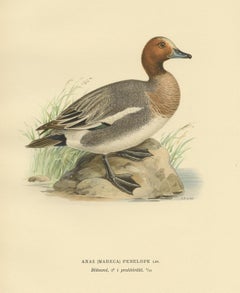 Antique Bird Print of the Eurasian Wigeon, '1929'
