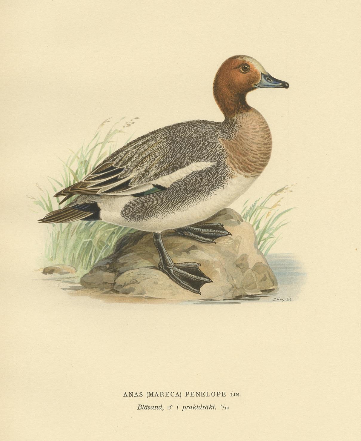 Antique Bird Print of the Eurasian Wigeon, '1929' In Good Condition For Sale In Langweer, NL