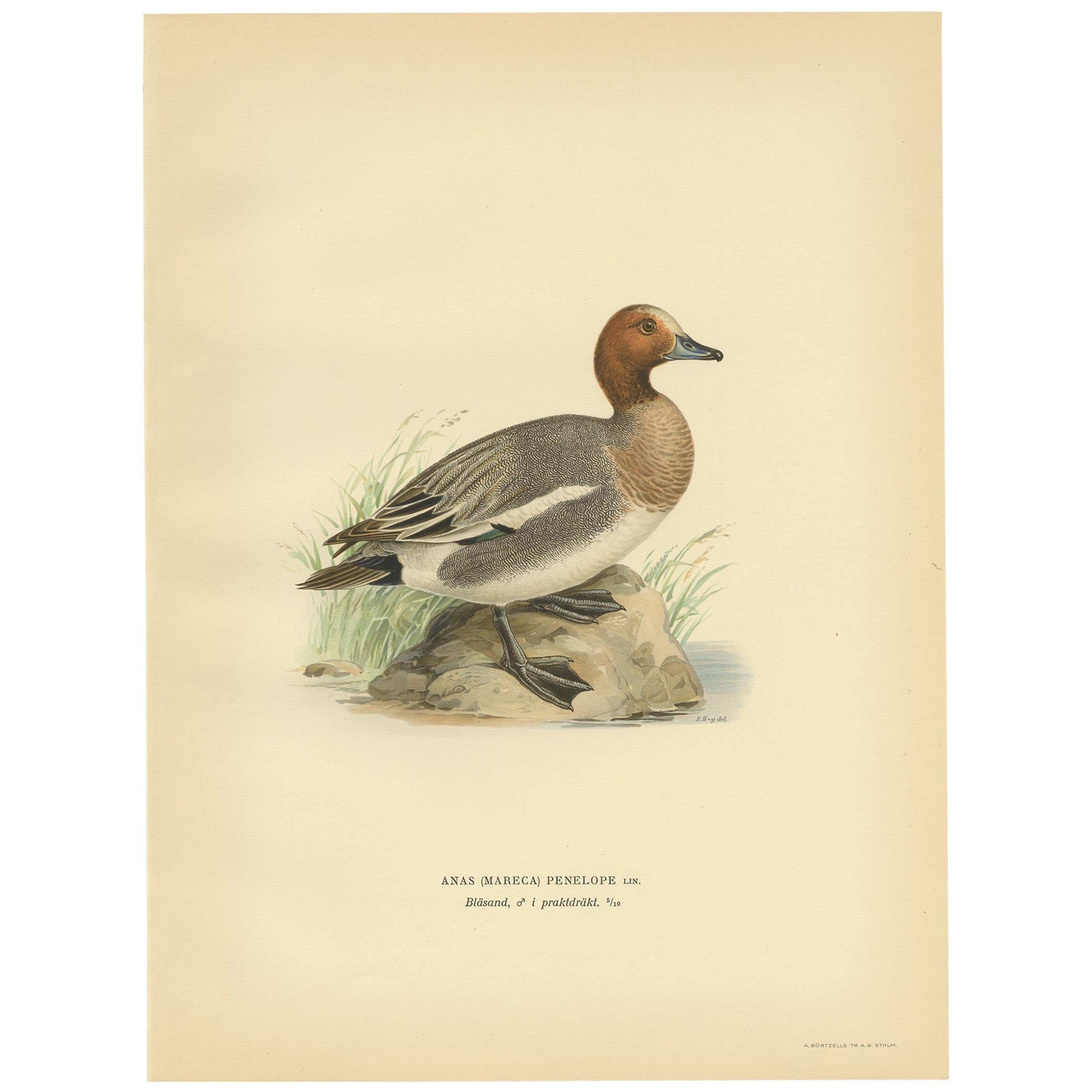 Antique Bird Print of the Eurasian Wigeon, '1929'