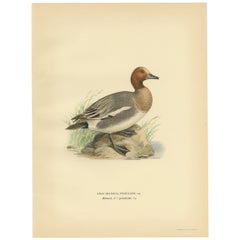 Antique Bird Print of the Eurasian Wigeon by Von Wright '1929'