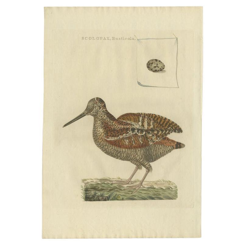Antique Bird Print of the Eurasian Woodcock by Sepp & Nozeman, 1797 For Sale