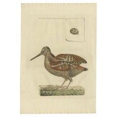 Antiker antiker Vogeldruck des Eurasien-Holzcocktails von Sepp & Nozeman, 1797