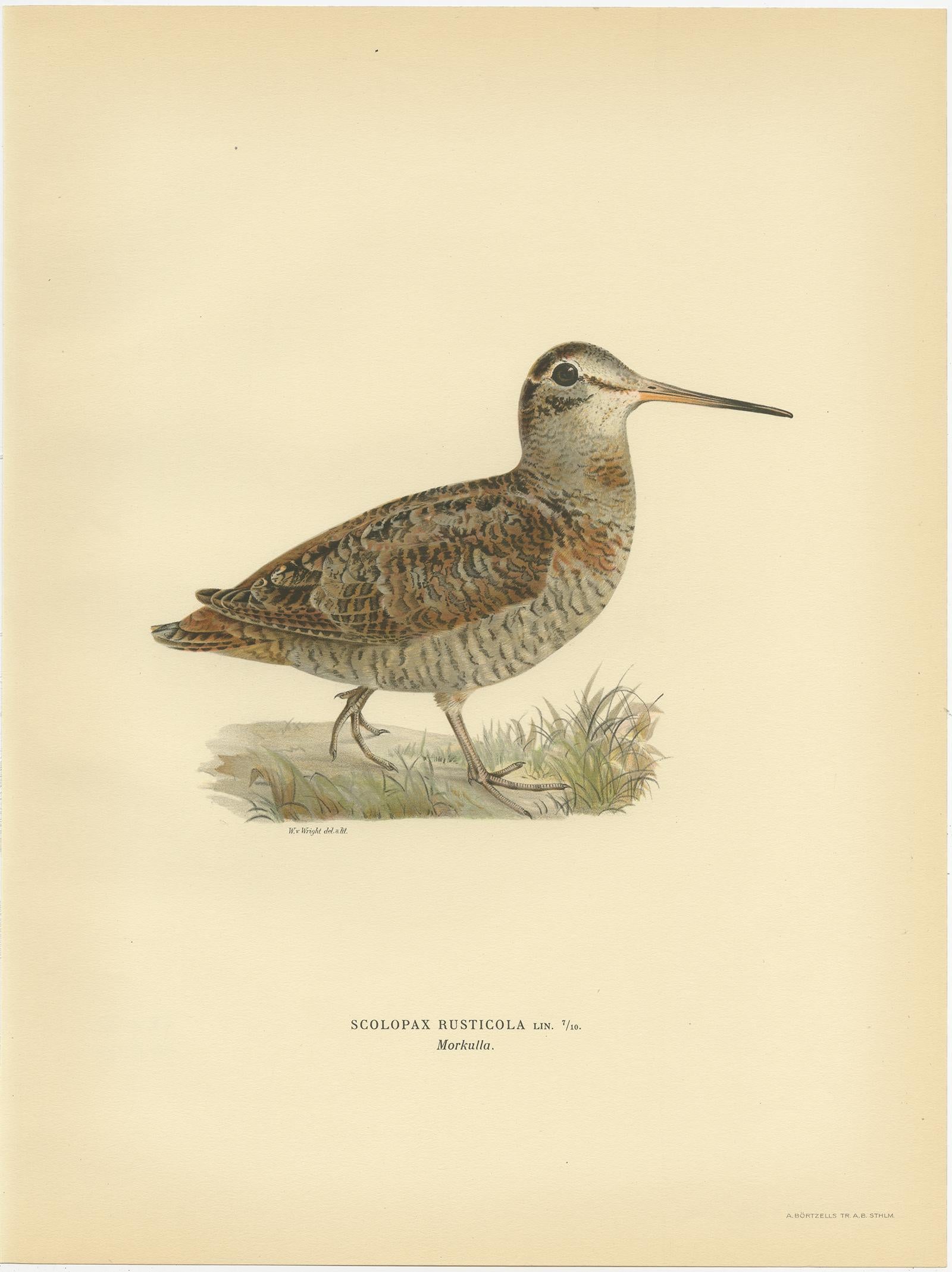 Antique bird print titled 'Scolopax Rusticola'. Old bird print depicting the Eurasian Woodcock. This print originates from 'Svenska Foglar Efter Naturen Och Pa Stenritade' by Magnus von Wright.