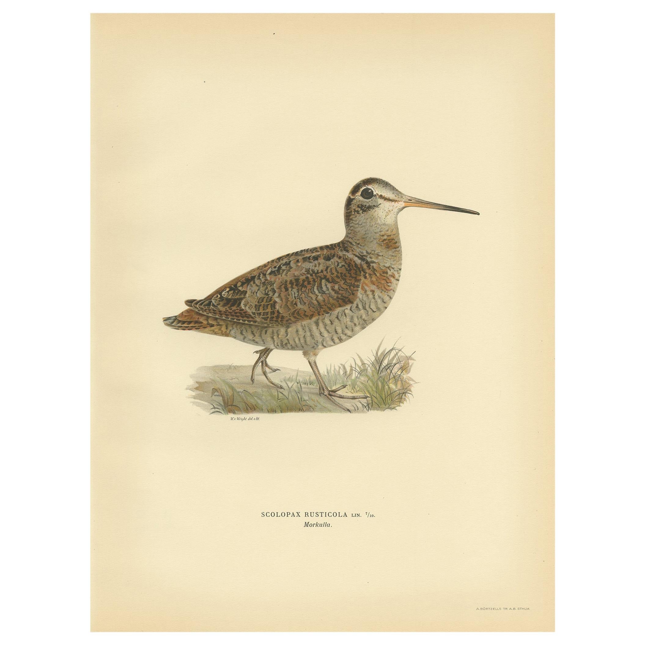 Antique Bird Print of the Eurasian Woodcock by Von Wright, 1929
