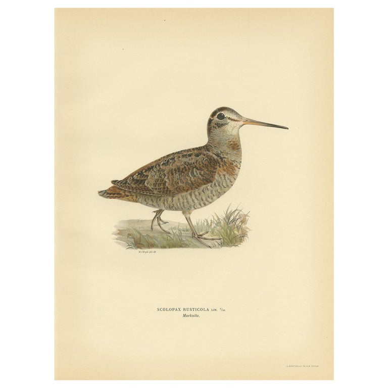 Antique Bird Print of the Eurasian Woodcock by Von Wright, 1929 For Sale