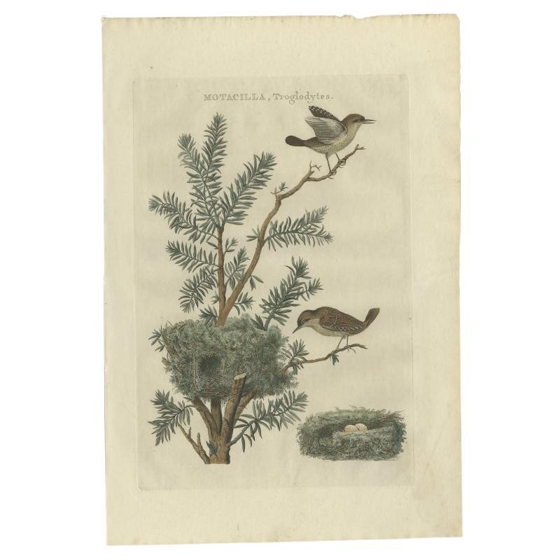 Antique Bird Print of the Eurasian Wren by Sepp & Nozeman, 1789 For Sale