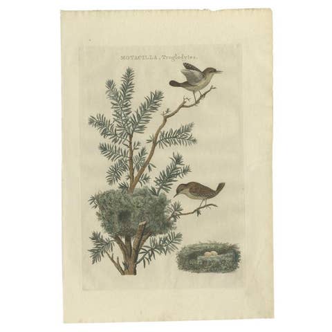 Antique Bird Print of the Eurasian Wren by Sepp & Nozeman, 1789