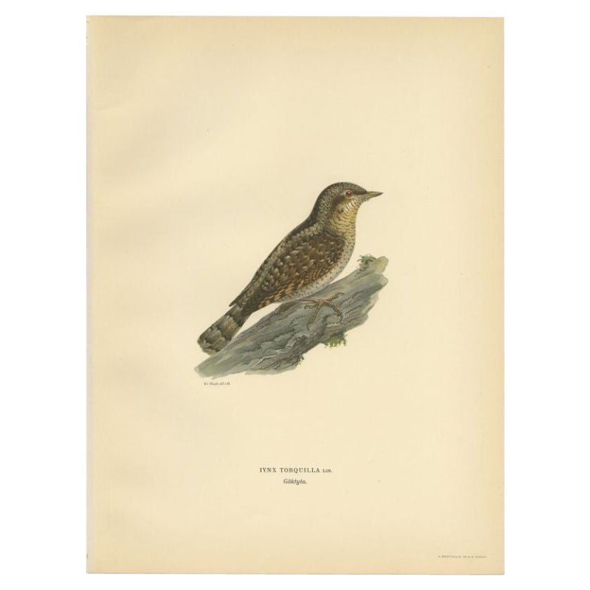 Impression ancienne d'oiseau de l'en col de cygne Eurasien, 1927