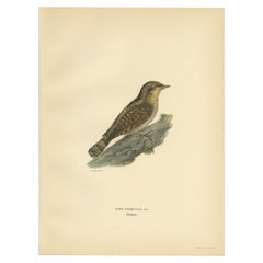 Impression ancienne d'oiseau de l'en col de cygne Eurasien, 1927