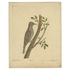 Antique Bird Print of the Eurasian Wryneck by Albin, c.1738