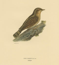 Stampa antica di uccelli del Torcicollo eurasiatico di Von Wright, 1927