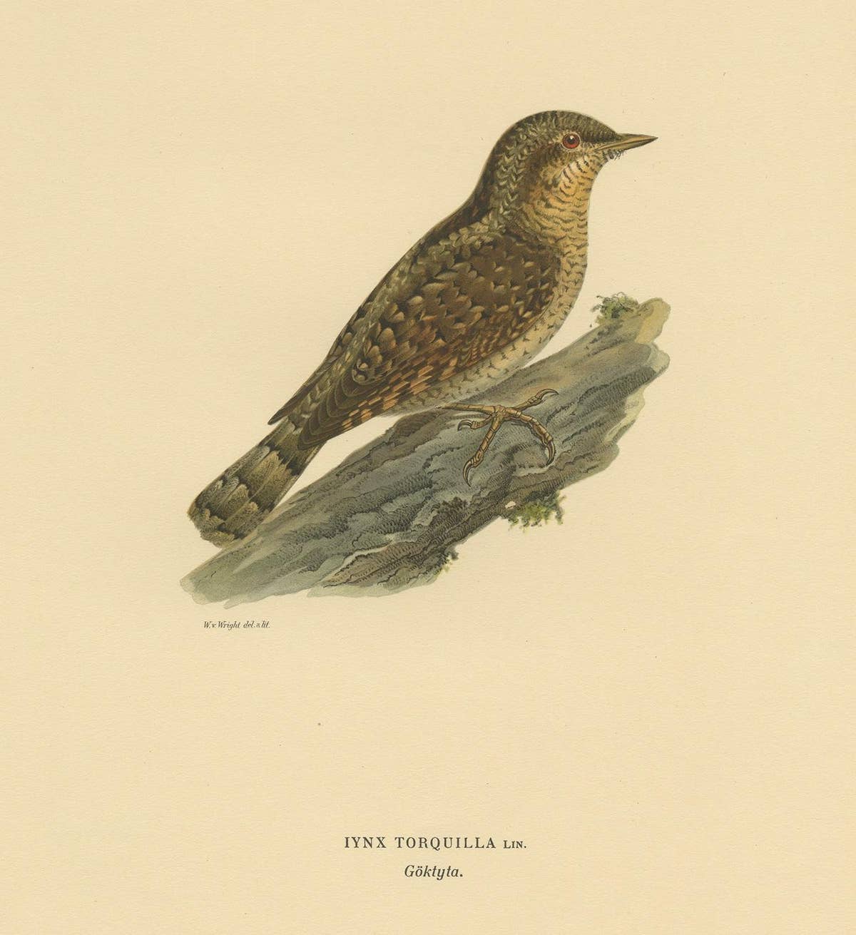 Antique Bird Print of the Eurasian Wryneck by Von Wright, 1927