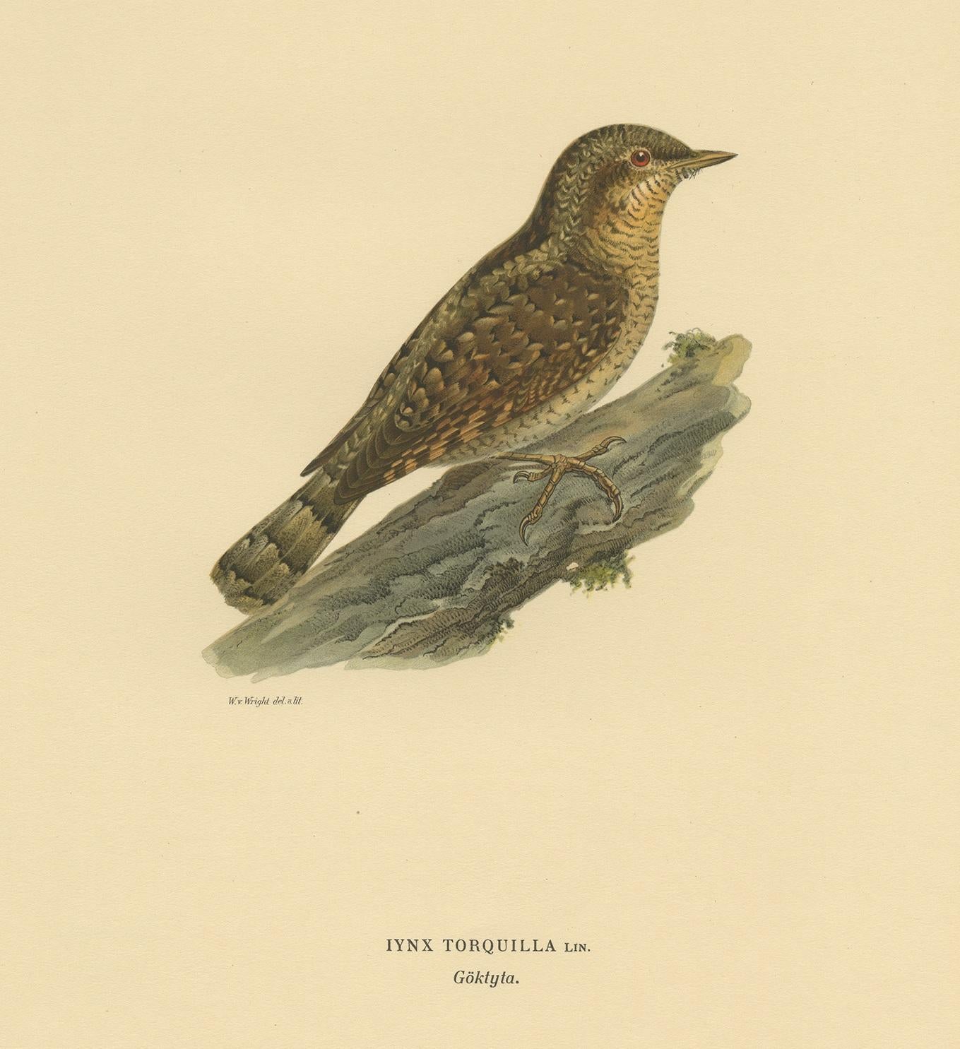 Antique Bird Print of the Eurasian Wryneck by Von Wright, 1927 In Good Condition For Sale In Langweer, NL