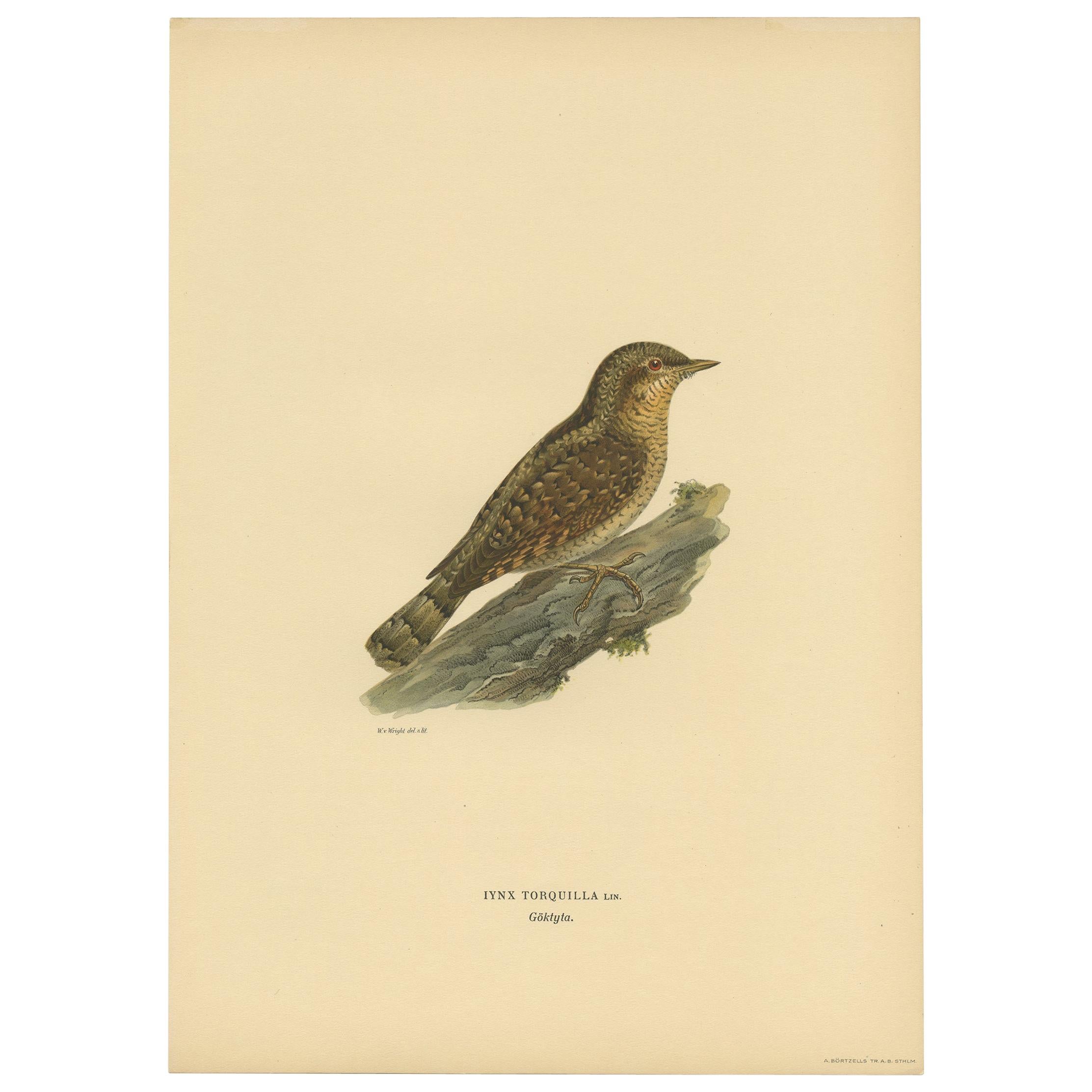 Antique Bird Print of the Eurasian Wryneck by Von Wright, 1927