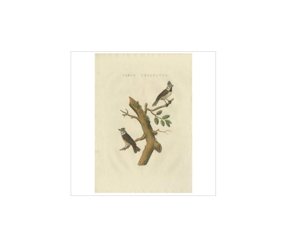 Antique print titled 'Parus Cristatus'. The European crested tit, or simply crested tit (Lophophanes cristatus) (formerly Parus cristatus), is a passerine bird in the tit family Paridae. It is a widespread and common resident breeder in coniferous