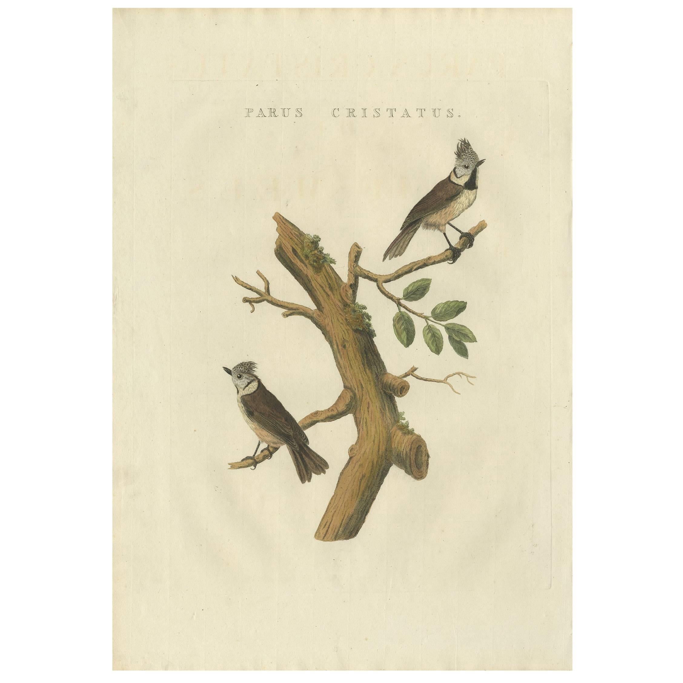 Antiker antiker Vogeldruck des europäischen gekreuzten Tit von Sepp & Nozeman, 1829