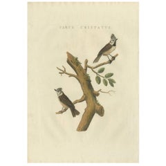 Antique Bird Print of the European Crested Tit by Sepp & Nozeman, 1829