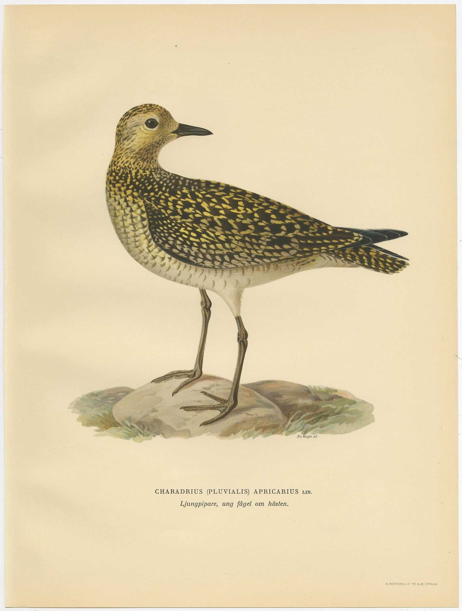 Antique bird print titled 'Charadrius (Pluvialis) Apricarius'. Old bird print depicting the European Golden Plover. This print originates from 'Svenska Foglar Efter Naturen Och Pa Stenritade' by Magnus von Wright.