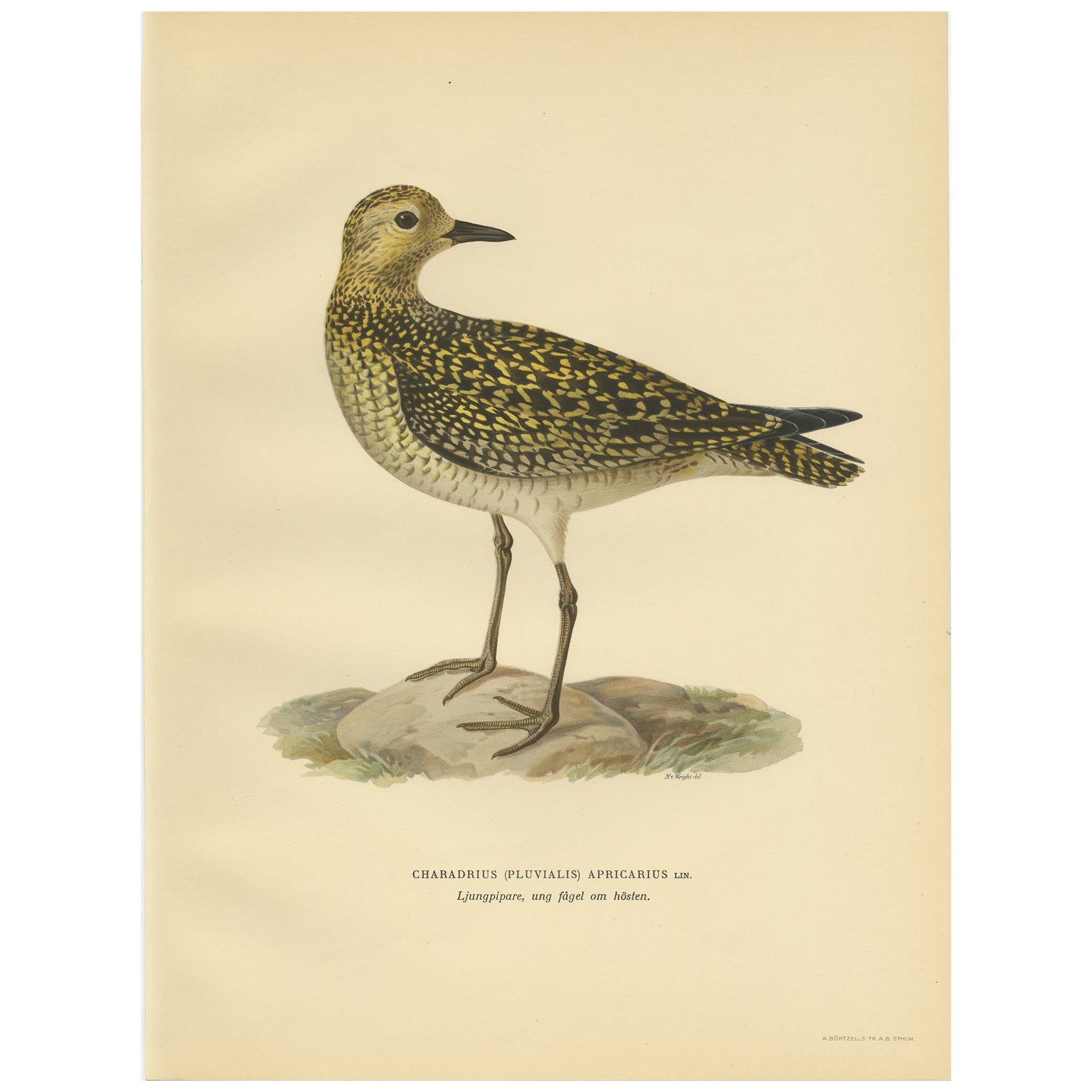 Antique Bird Print of the European Golden Plover by Von Wright, 1929 For Sale