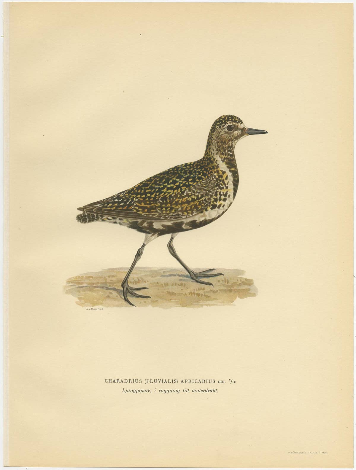 Antique Bird Print of the European Golden Plover 'Winter' by Von Wright, 1929