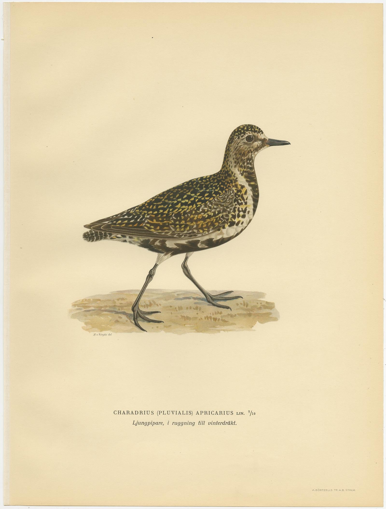 Antique Bird Print of the European Golden Plover 'Winter' by Von Wright, 1929 In Good Condition For Sale In Langweer, NL