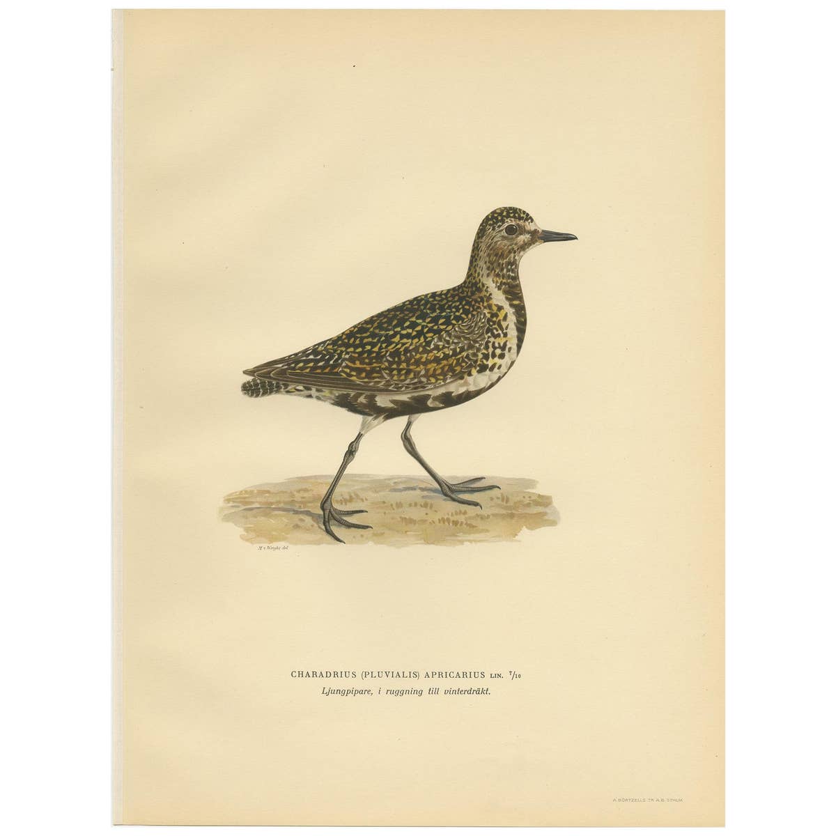 Antique Bird Print of the European Golden Plover 'Winter' by Von Wright, 1929