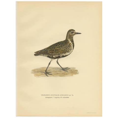 Antique Bird Print of the European Golden Plover 'Winter' by Von Wright, 1929