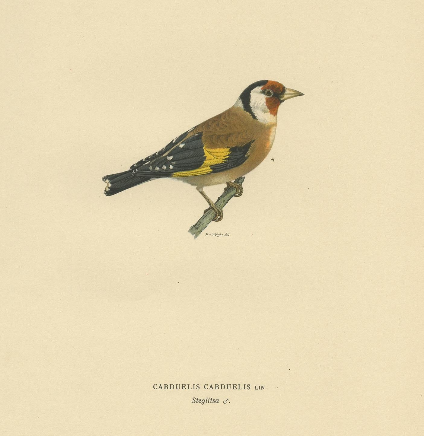 Antique bird print titled 'Carduelis Carduelis'. Old bird print depicting the European goldfinch or goldfinch. This print orginates from 'Svenska Foglar Efter Naturen Och Pa Stenritade' by Magnus von Wright.
