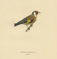 Antique Bird Print of the European Goldfinch by Von Wright '1927'