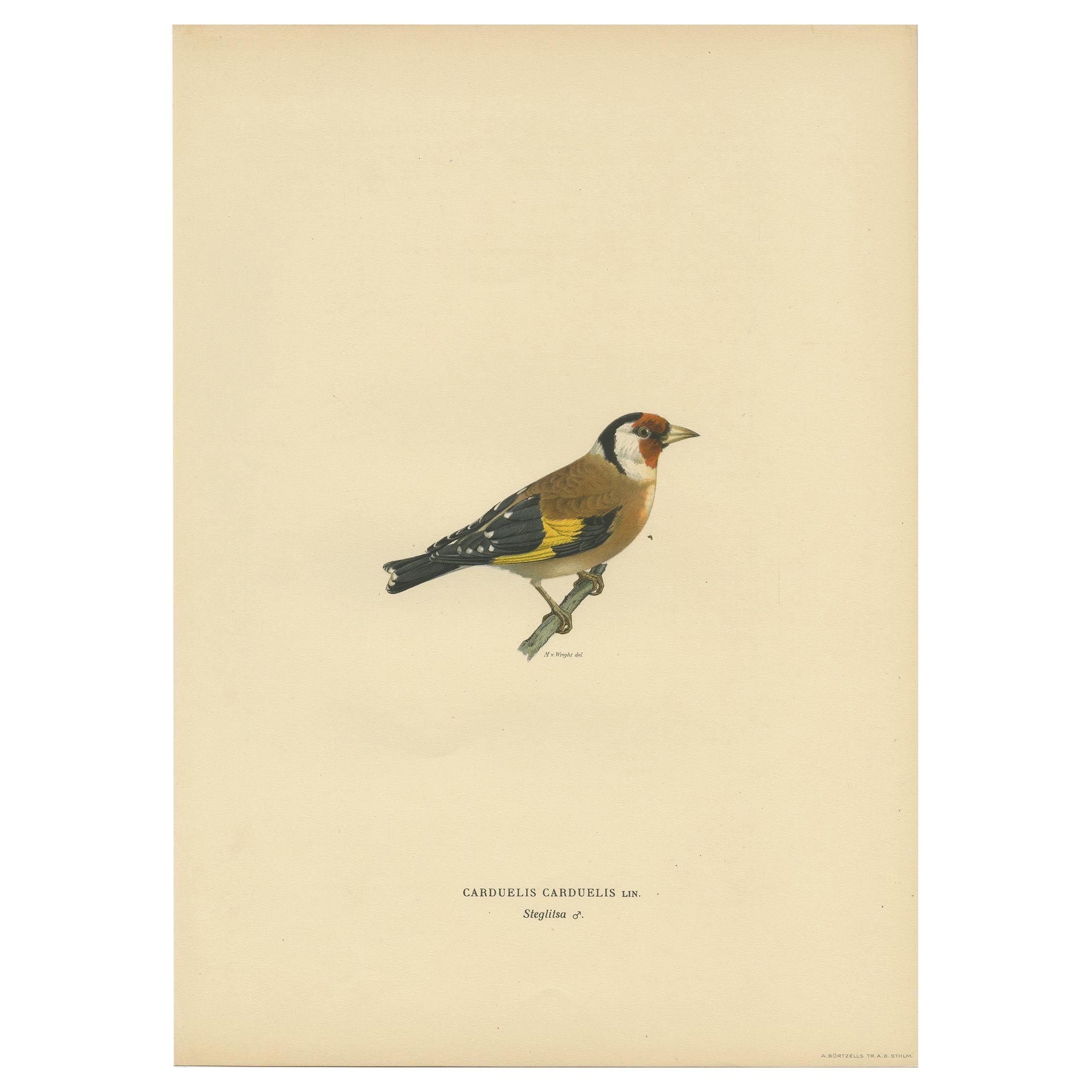 Antique Bird Print of the European Goldfinch by Von Wright '1927'