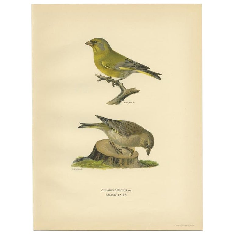 Impression ancienne d'oiseau du Greenfinch européen par Von Wright, 1927