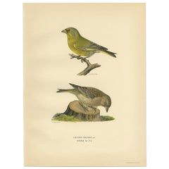 Impression ancienne d'oiseau du Greenfinch européen par Von Wright, 1927