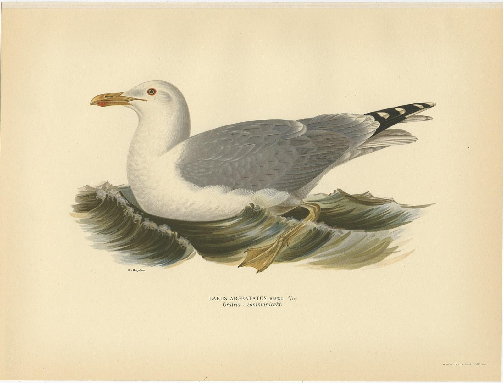 Antique bird print titled 'Larus Argentatus'. Old bird print depicting the European Herring Gull (Summer). This print originates from 'Svenska Foglar Efter Naturen Och Pa Stenritade' by Magnus von Wright.