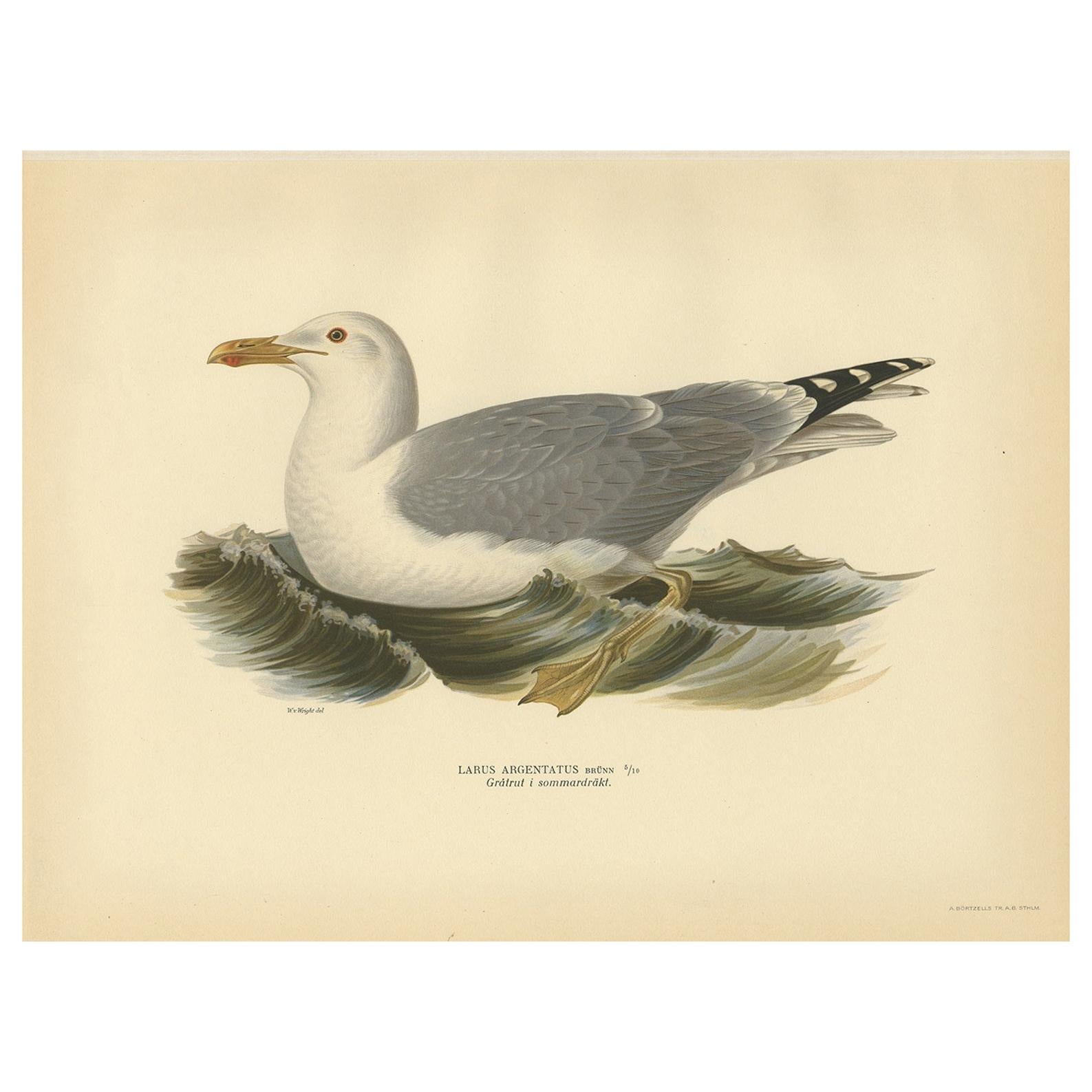 Antique Bird Print of the European Herring Gull 'Summer' by Von Wright, 1929 For Sale