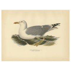 Antique Bird Print of the European Herring Gull 'Summer' by Von Wright, 1929