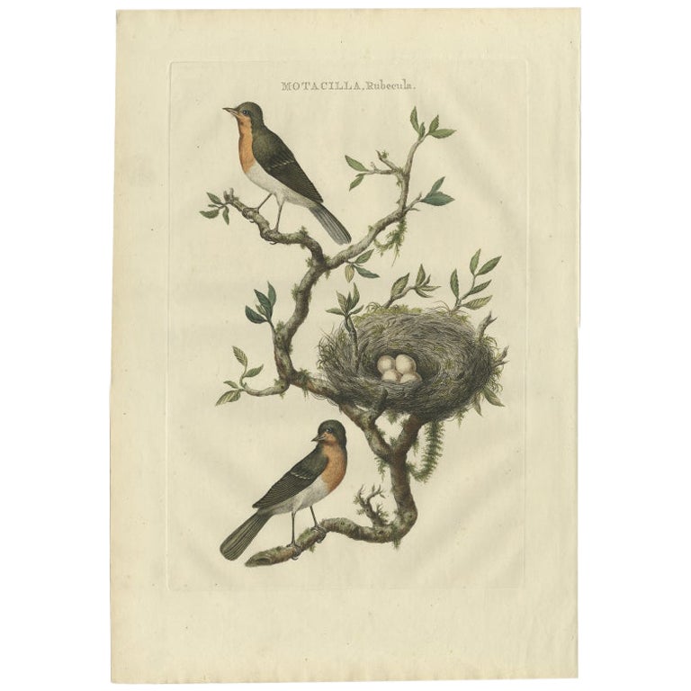 Impression ancienne d'oiseau du Robin européen par Sepp & Nozeman, 1770