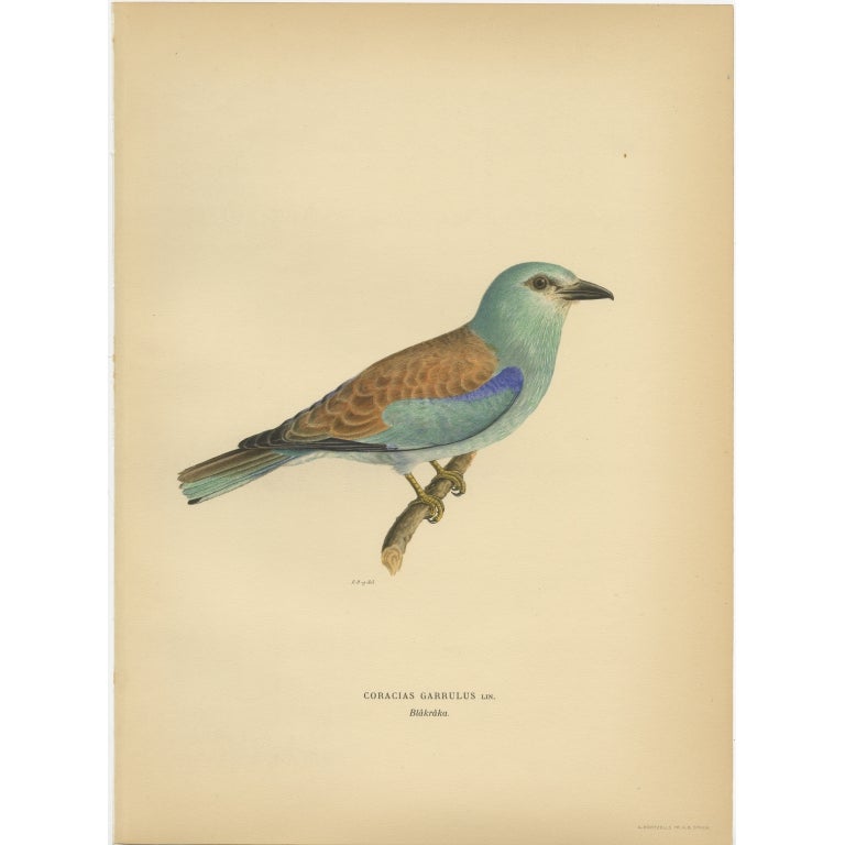 Antique Bird Print of the European Roller by Von Wright, 1927 For Sale